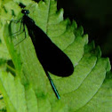 Ebony Jewelwing
