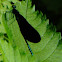 Ebony Jewelwing