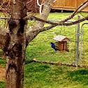 Eastern bluebird