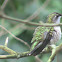 Ruby-throated Hummingbird