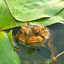 Common brown toad