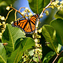 Monarch Butterfly