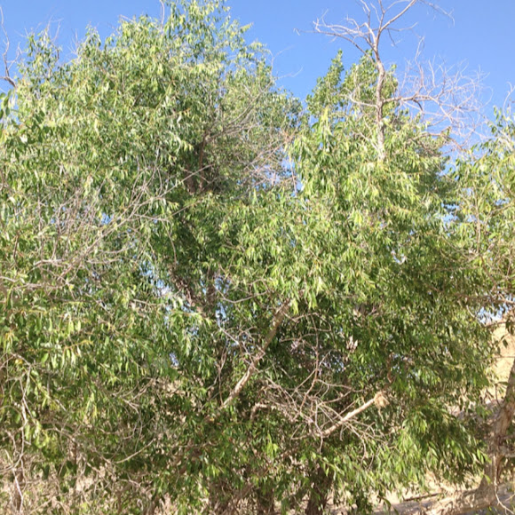 Spotting Image 1