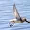 Western Sandpiper