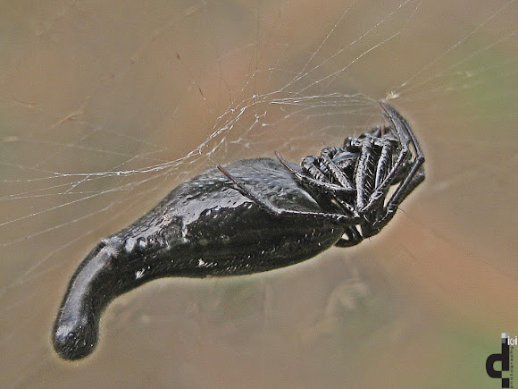 Spotting Image 1