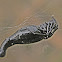 Long-bellied Cyclosa Spider
