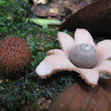 Hongo Estrella