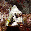 Smooth Trunkfish