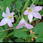 Russell Manning Rain Lily