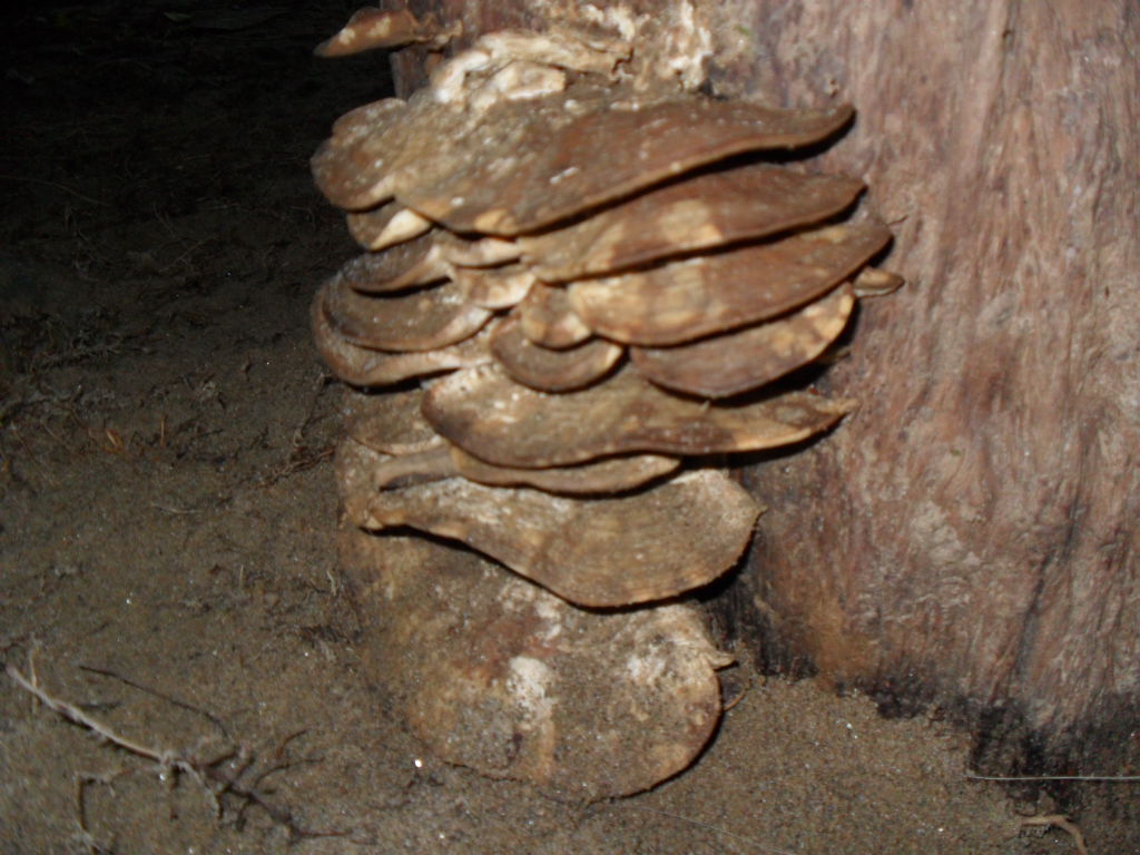 Hongos