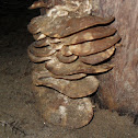 Hongos