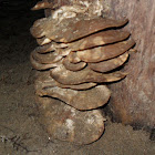 Hongos