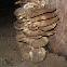 Hongos