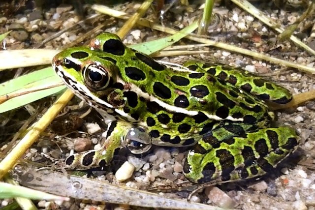 Northern Leopard Frog