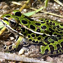 Northern Leopard Frog