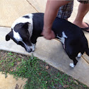 Domestic dog