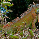 Green Iguana (male)
