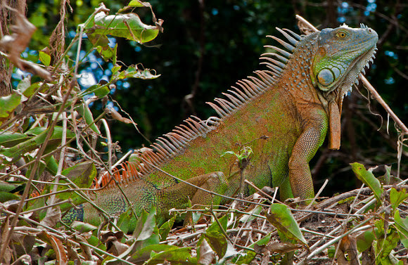 Spotting Image 1