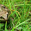 Common frog