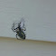 Orb weaver