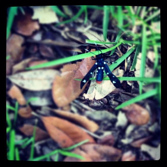 Spotting Image 1