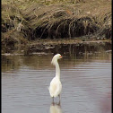 Snowy Egret