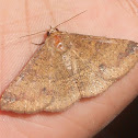 Noctuid moth