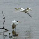 Great Egret