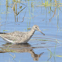 Short-billed Dowitcher