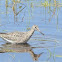 Short-billed Dowitcher