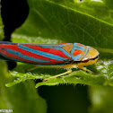 Candy-striped Leafhopper