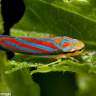 Candy-striped Leafhopper
