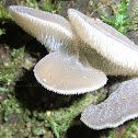Pseudohydnum gelatinosum