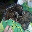 Short-beaked Echidna
