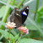 Eggfly