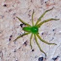 Green Huntsman Spider