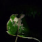 Slender Anole