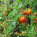 Cherry tomato/Paradižnik češnjevec