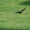Black Vulture