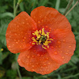 El Color Rojo