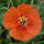 El Color Rojo