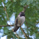 Costa's Hummingbird