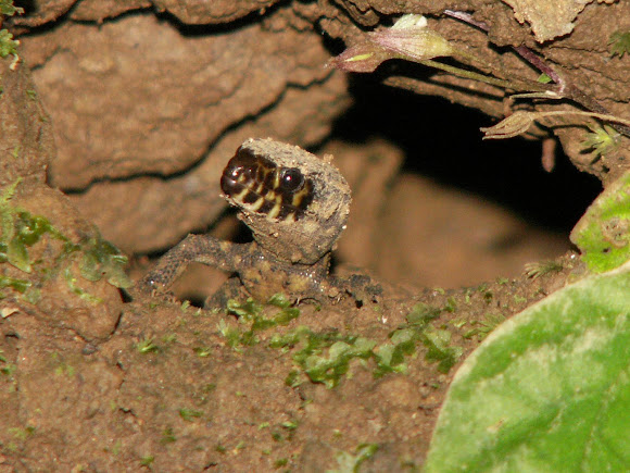 Spotting Image 1