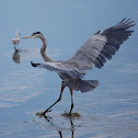 Great Blue Heron
