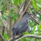 Gray Catbird