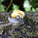 snail