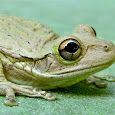 The Cuban Treefrog in Florida