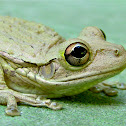 Cuban Tree Frog