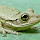 The Cuban Treefrog in Florida