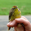 Palm warbler